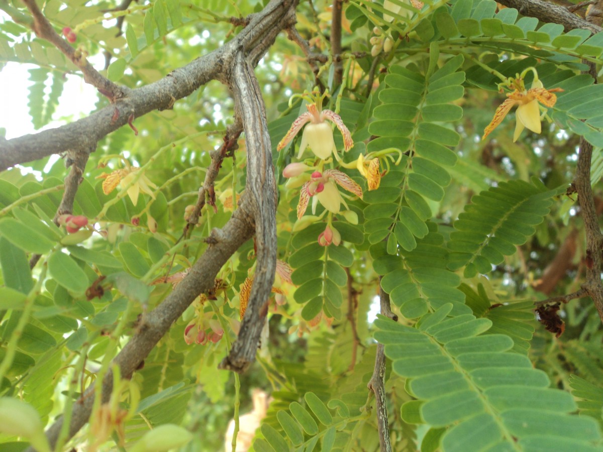 Tamarindus indica L.